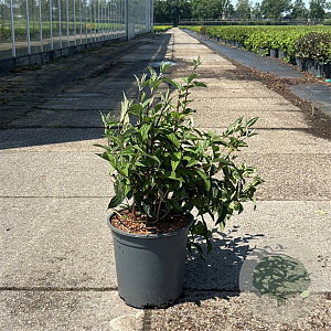 Deutzia hybrida 'Mont Rose' 50-60 cm 6,5L