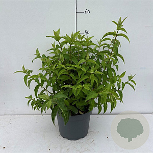 Deutzia scabra 'Plena' 50-60 cm 3,5L