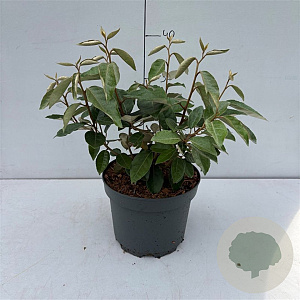 Elaeagnus ebbingei 30-40 cm 3,5L
