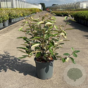 Elaeagnus ebbingei 50-60 cm 6,5L