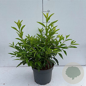 Forsythia int. 'Lynwood' 40-50 cm 3,5L