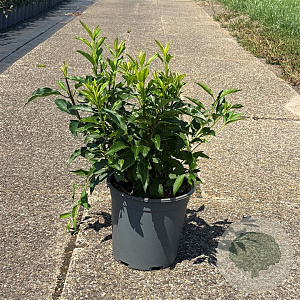 Forsythia int. 'Lynwood' 50-60 cm 6,5L