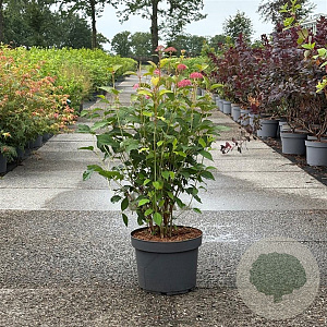 Hydrangea a. 'Pink Percussion' 60-80 cm 10L