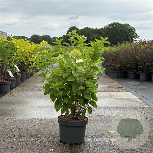 Hydrangea pan. 'Limelight' 80-100 cm 10L
