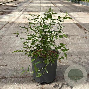 Kerria jap. 'Pleniflora' 30-40 cm 6,5L