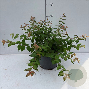 Kolkwitzia amabilis 20-30 cm 3,5L