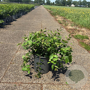 Kolkwitzia amabilis 40-50 cm 6,5L