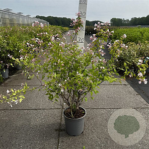 Kolkwitzia amabilis 60-80 cm 6,5L