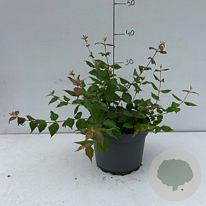Kolkwitzia amabilis 'Pink Cloud' 20-30 cm 3,5L