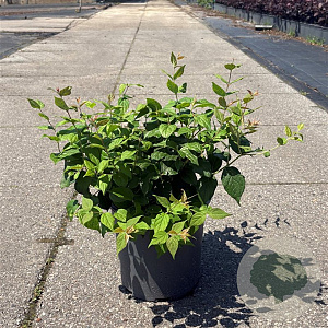 Kolkwitzia amabilis 'Pink Cloud' 40-50 cm 6,5L