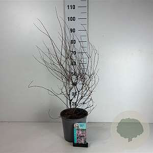 Kolkwitzia amabilis 'Pink Cloud' 60-80 cm 6,5L