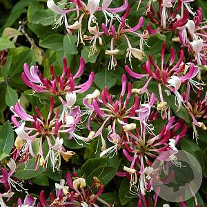 Lonicera periclymenum 30-40 cm P9 autochtoon