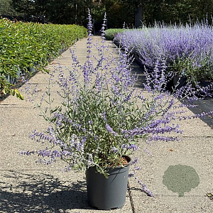 Perovskia 'Blue Spire' 40-50 cm 6,5L