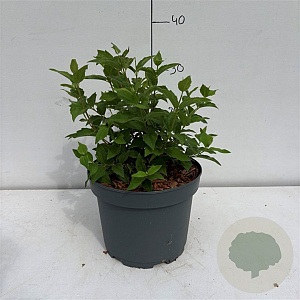 Philadelphus 'Belle Etoile' 40-50 cm 3,5L