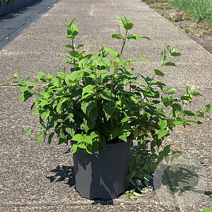 Philadelphus 'Belle Etoile' 40-50 cm 6,5L