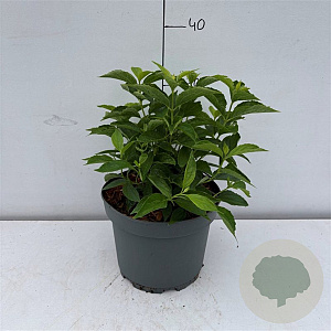 Philadelphus coronarius 30-40 cm 3,5L