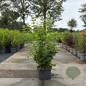 Philadelphus coronarius 80-100 cm 10L