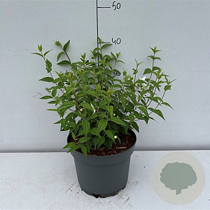 Philadelphus 'Lemoinei' 30-40 cm 3,5L