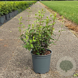 Philadelphus 'Lemoinei' 50-60 cm 6,5L