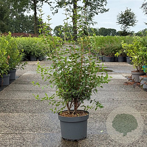 Philadelphus 'Lemoinei' 80-100 cm 10L