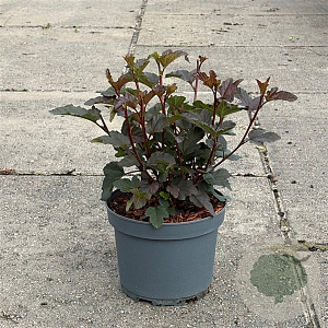 Physocarpus opulif. 'Diabolo' 30-40 cm 3,5L