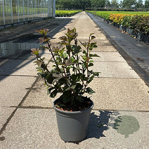 Physocarpus opulif. 'Diabolo' 50-60 cm 6,5L