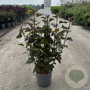 Physocarpus opulif. 'Diabolo' 60-80 cm 6,5L