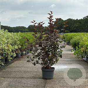 Physocarpus opulif. 'Diabolo' 80-100 cm 10L