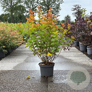 Physocarpus opulif. Magic Ball 80-100 cm 10L