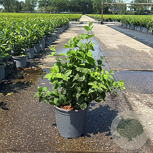 Philadelphus Pearls of Perfume 50-60 cm 6,5L