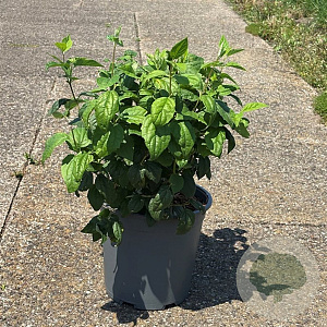Philadelphus 'Virginal' 50-60 cm 6,5L