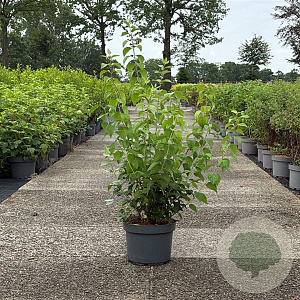 Philadelphus 'Virginal' 80-100 cm 10L
