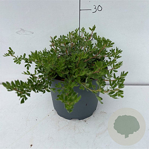 Potentilla f. 'Abbotswood' 20-30 cm 3,5L