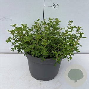 Potentilla fruticosa 'Pink Queen' 25-30 cm 3,5L