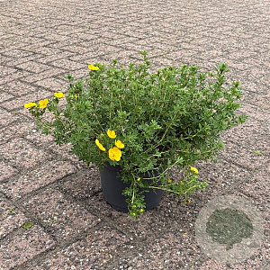 Potentilla f. 'Tangerine' 25-30 cm 3,5L