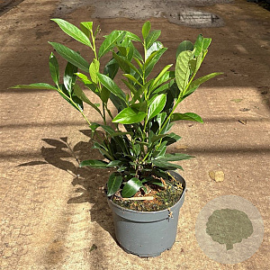 Prunus l. 'Caucasica' 40-50 cm 3,5L