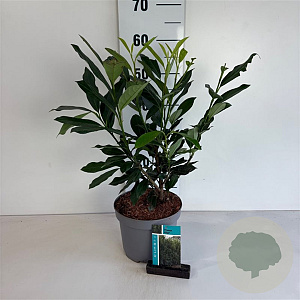 Prunus l. Elly 40-50 cm 3,5L