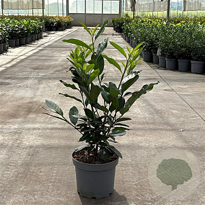 Prunus l. Elly 50-60 cm 5,0L