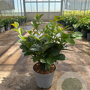 Prunus l. Etna 50-60 cm 5,0L