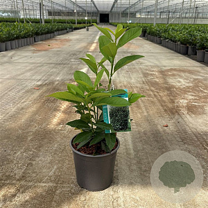 Prunus lusitanica 'Genolia 30-40 cm 2,5L