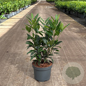 Prunus l. 'Herbergii' 40-50 cm 3,5L