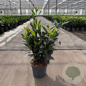 Prunus l. 'Herbergii' 50-60 cm 5,0L