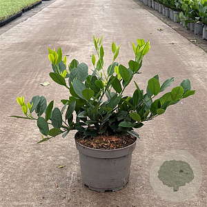 Prunus l. 'Mano' 30-40 cm 3,5L