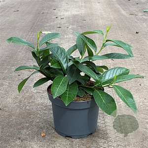 Prunus l. 'Mount Vernon' 20-30 cm 3,5L