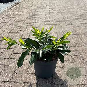 Prunus l. 'Mount Vernon' 30-40 cm 5,0L