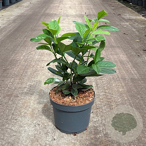Prunus l. 'Novita' 40-50 cm 3,5L