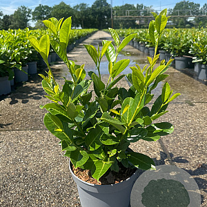Prunus I. 'Rotundifolia' 50-60 cm 5,0L