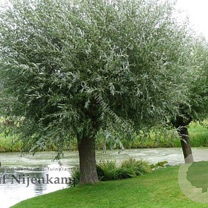 Salix alba 60-80 cm wortelgoed