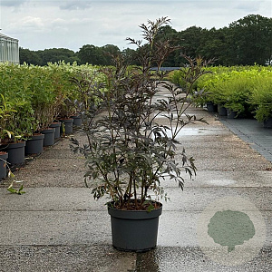 Sambucus nigra Black Lace 80-100 cm 10L