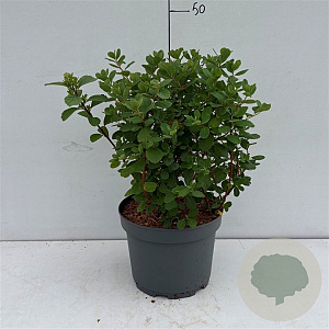 Spiraea betulifolia 'Tor' 20-30 cm 3,5L